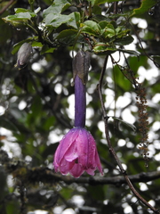 Passiflora cumbalensis
