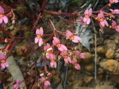 Stylidium bulbiferum