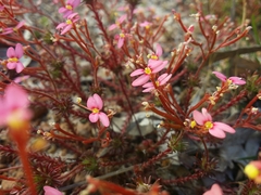 Stylidium bulbiferum