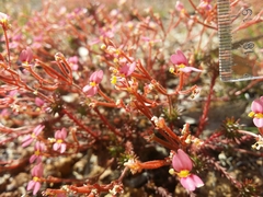 Stylidium bulbiferum