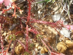 Stylidium bulbiferum