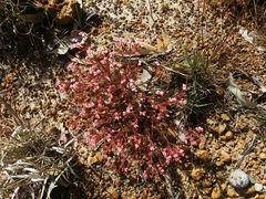 Stylidium bulbiferum