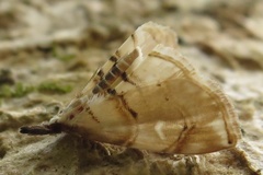 Trichophysetis cretacea