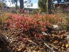 Stylidium bulbiferum