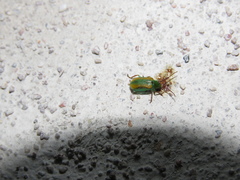 Diabrotica porracea