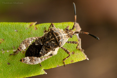 Merocoris