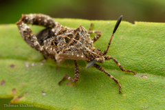 Merocoris
