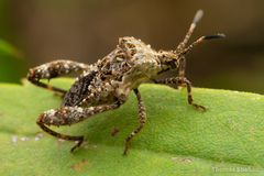 Merocoris