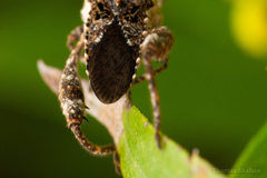 Merocoris