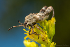 Merocoris