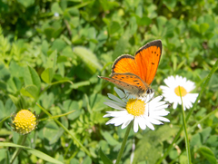 Lycaena ottomanus