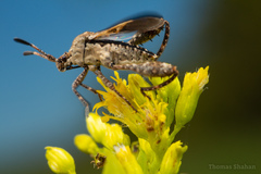 Merocoris