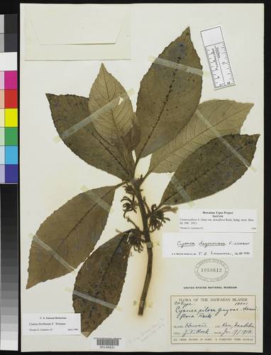 Cyanea floribunda