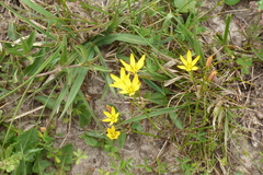 Nothoscordum montevidense