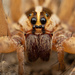 Wolf Spiders - Photo (c) Thomas Shahan, some rights reserved (CC BY-NC), uploaded by Thomas Shahan