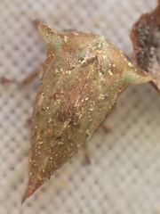 Telamonanthe