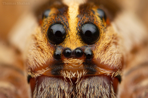 Rabid Wolf Spider, Oklahoma, US, photo 6 of 10