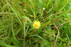 Scoparia montevidensis