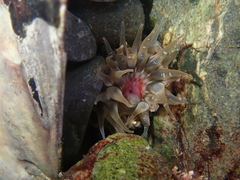 Anthopleura minima