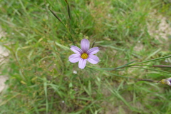 Sisyrinchium platense