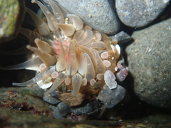 Anthopleura minima