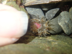 Anthopleura minima