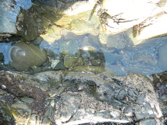 Anthopleura minima