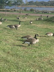 Branta canadensis