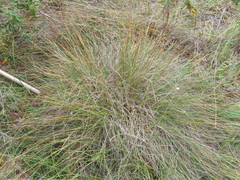 Festuca saximontana