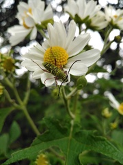 Ochraethes sulphurifer