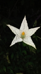 Polyclathra cucumerina