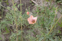 Sphaeralcea chenopodifolia