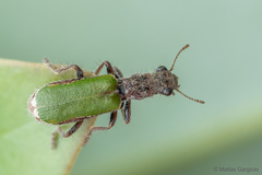 Eurymetopum semiprasinum
