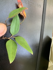 Smilax smallii