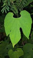 Polyclathra cucumerina