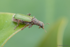 Eurymetopum semiprasinum
