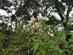 Ochraethes sulphurifer