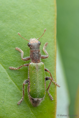 Eurymetopum semiprasinum