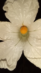 Polyclathra cucumerina