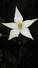 Polyclathra cucumerina