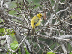 Icterus nigrogularis