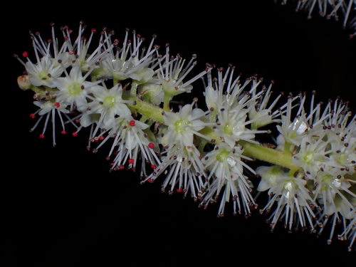 Cunonia balansae in life