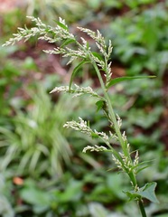 Iresine celosia