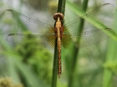 Gynothemis