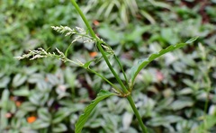 Iresine celosia
