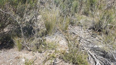 Thelymitra luteocilium