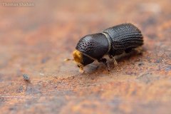 Hylocurus langstoni