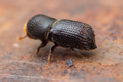 Hylocurus langstoni