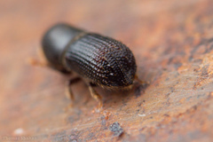 Hylocurus langstoni
