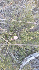 Thelymitra luteocilium